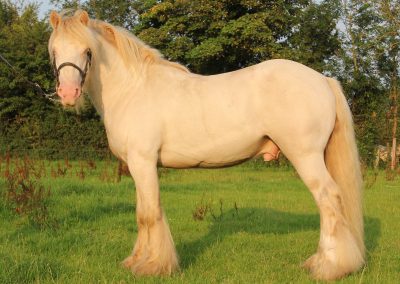 Irish Cob | Irish Native Rare Breed Society